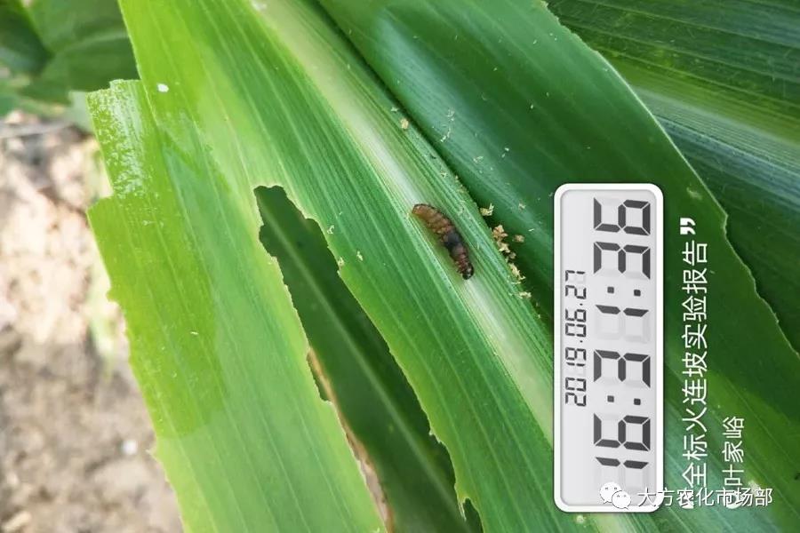 “全标”:1包1桶治1“贪”,第2天虫死完 “全标”:1包1桶治1“贪”,第2天虫死完