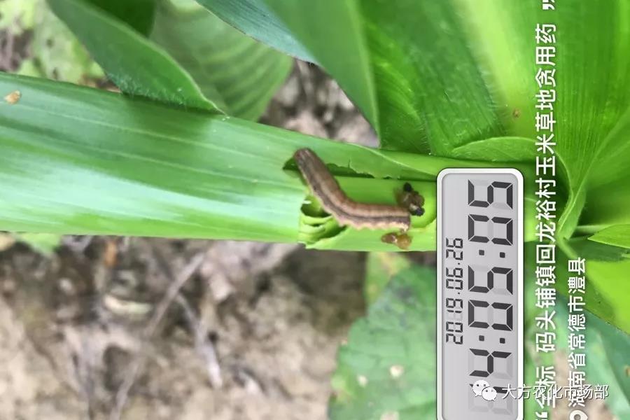 “全标”:1包1桶治1“贪”,第2天虫死完 “全标”:1包1桶治1“贪”,第2天虫死完