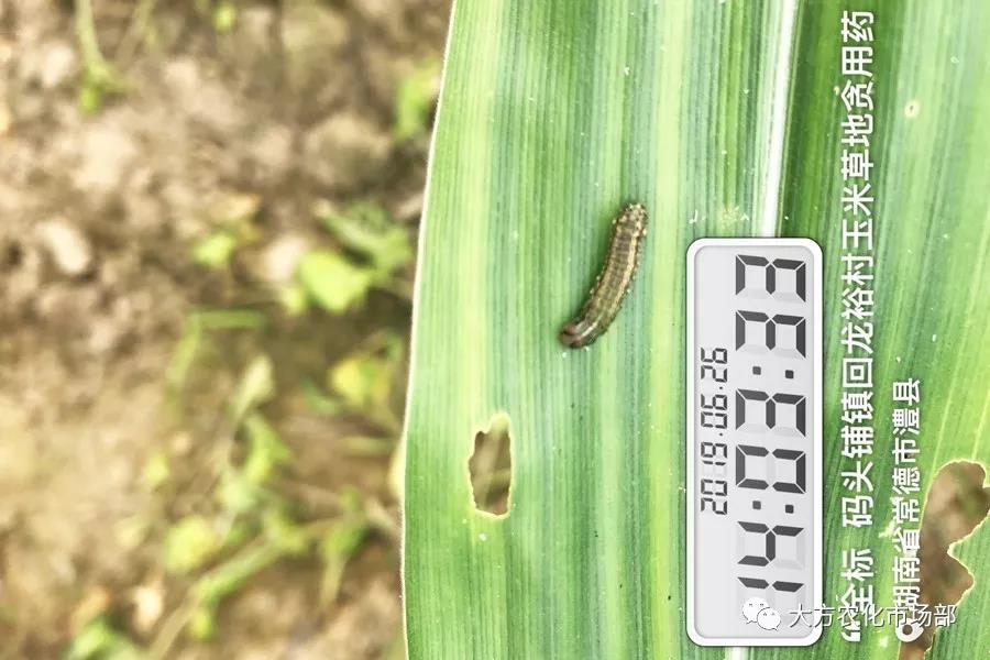 “全标”:1包1桶治1“贪”,第2天虫死完 “全标”:1包1桶治1“贪”,第2天虫死完