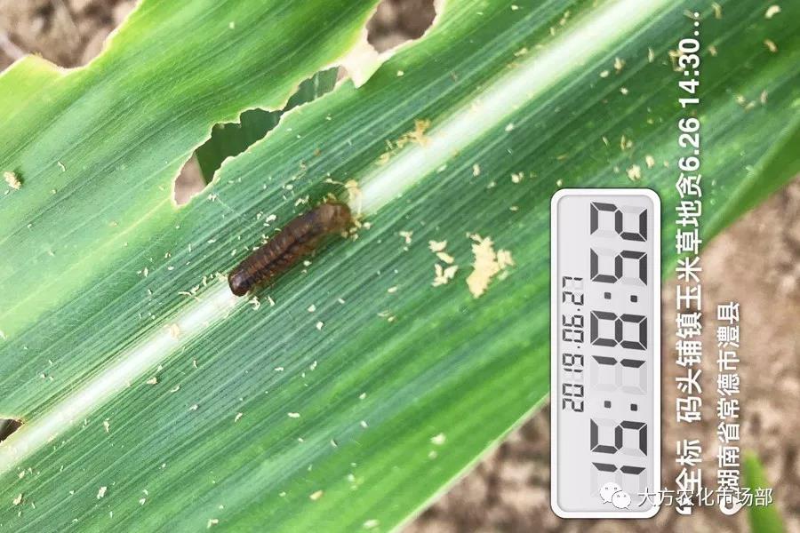 “全标”：1包1桶治1“贪”，第2天虫死完
