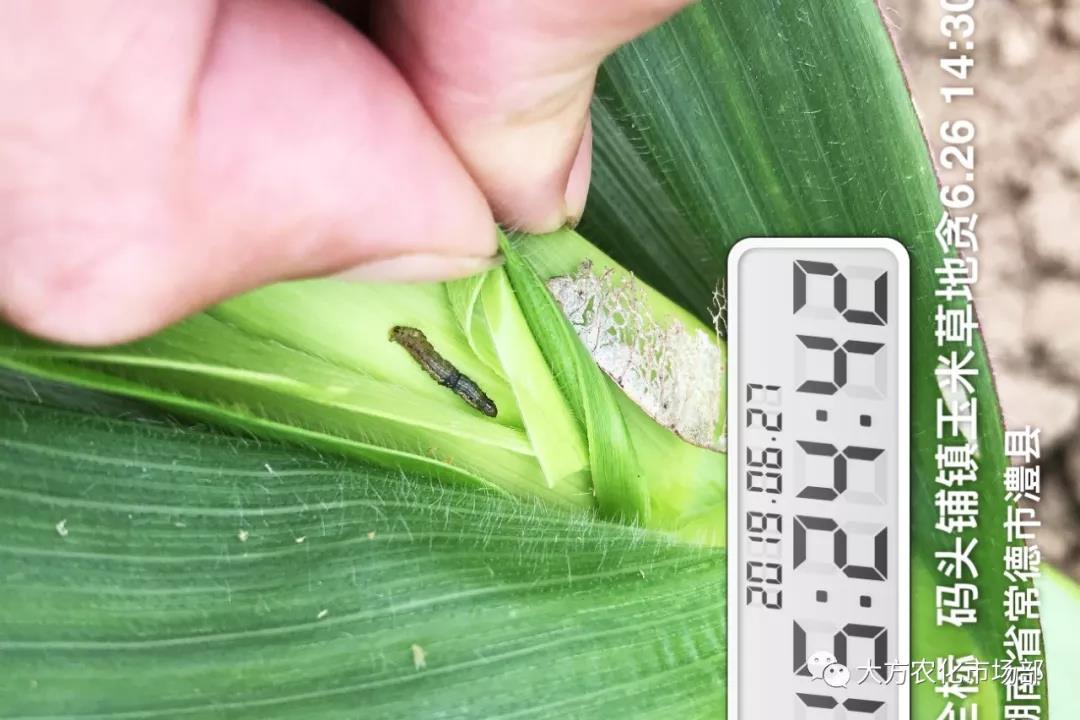 “全标”：1包1桶治1“贪”，第2天虫死完