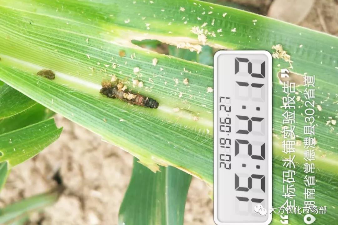 “全标”:1包1桶治1“贪”,第2天虫死完 “全标”:1包1桶治1“贪”,第2天虫死完