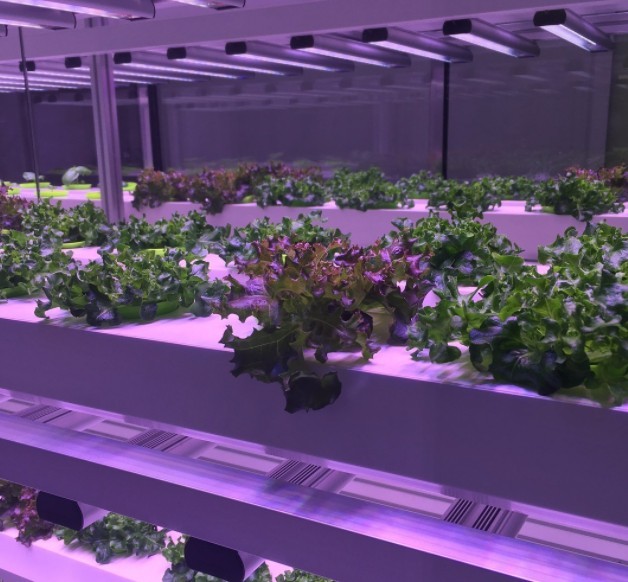 Led植物灯方案开发 有机蔬菜专用led植物灯的工作原理 Usb智能识别ic 深圳市诚芯微科技有限公司 Led植物灯方案开发 有机蔬菜专用led植物灯的工作原理 Usb智能识别ic 深圳市诚芯微科技有限公司