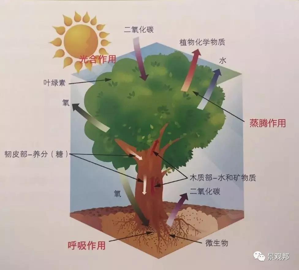 别墅庭院设计之植物也有风水 别墅庭院设计之植物也有风水