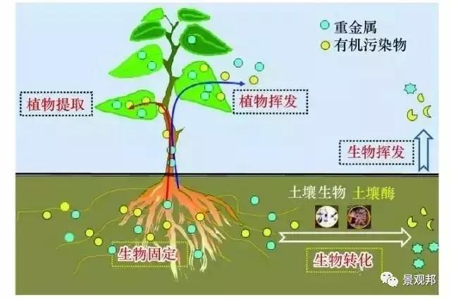 别墅庭院设计之植物也有风水 别墅庭院设计之植物也有风水
