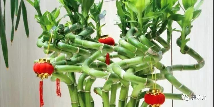 别墅庭院设计之植物也有风水 别墅庭院设计之植物也有风水