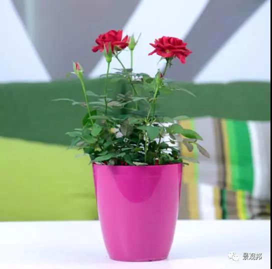 别墅庭院设计之植物也有风水 别墅庭院设计之植物也有风水