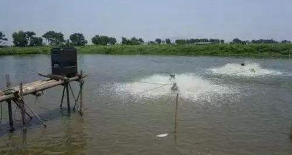 水产养殖高温疾病管控 水产养殖高温疾病管控