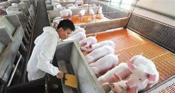 养猪场消毒技术