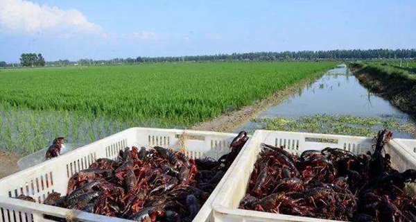小龙虾“虾稻共生”养殖技术