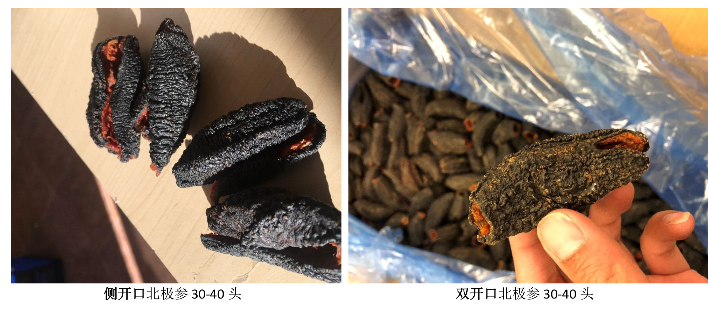加拿大海参 加拿大海参