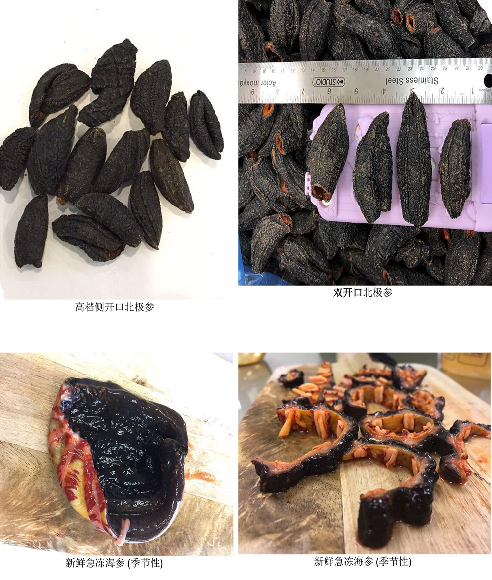 加拿大海参 加拿大海参