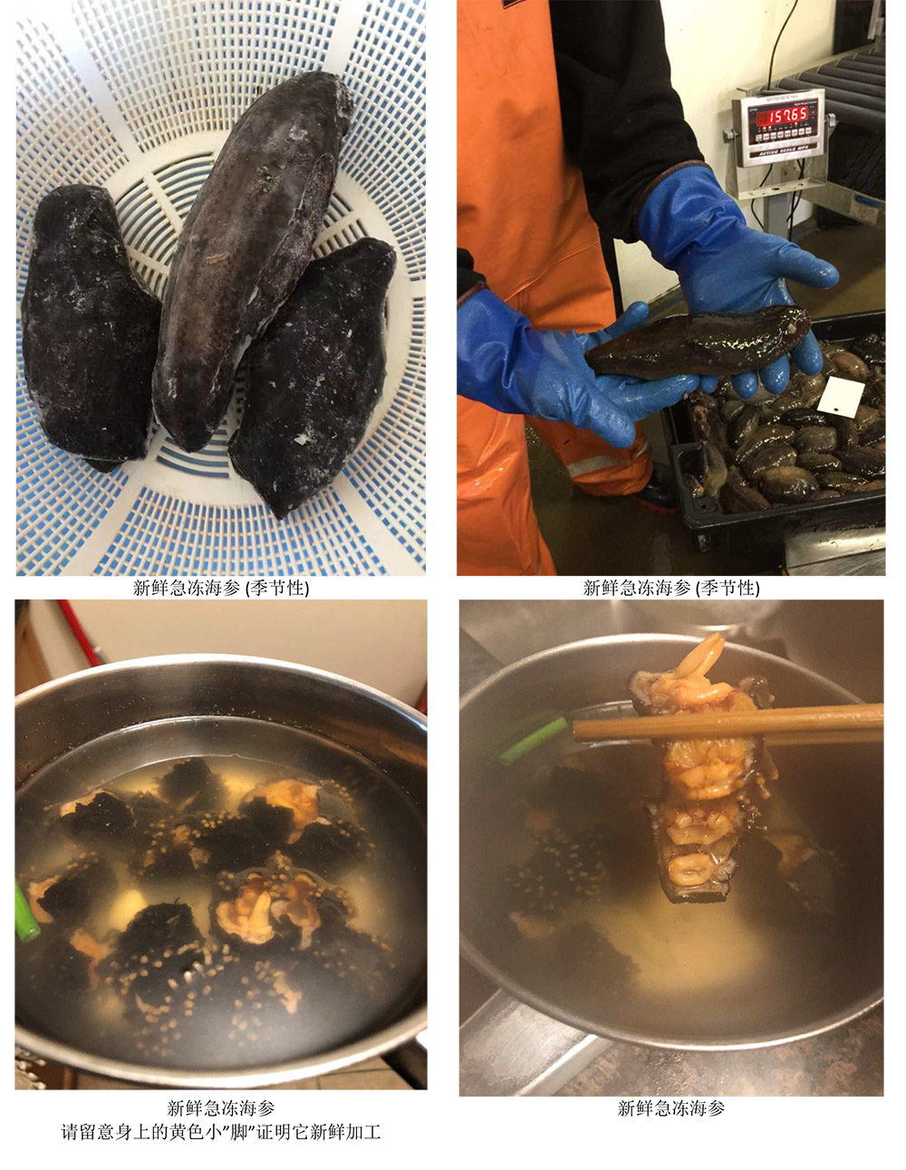 加拿大海参 加拿大海参