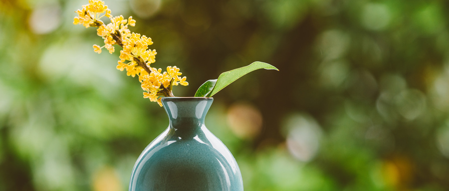 桂花种子育苗技术 桂花种子育苗技术
