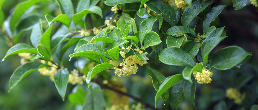 桂花种子育苗技术 桂花种子育苗技术