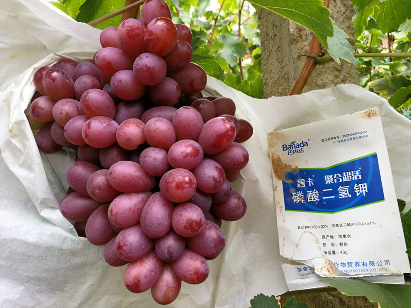葡萄膨果期如何施肥？