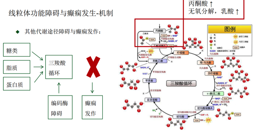 生酮饮食在线粒体疾病中的应用