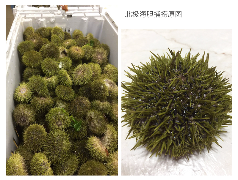 北极海胆 北极海胆