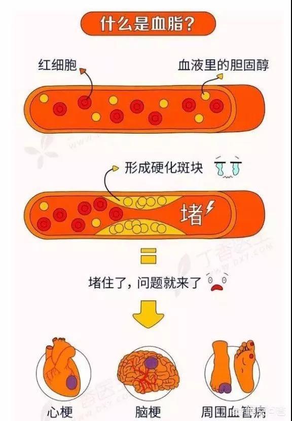 绿至茶——科学配方分解血脂，天然又安全！