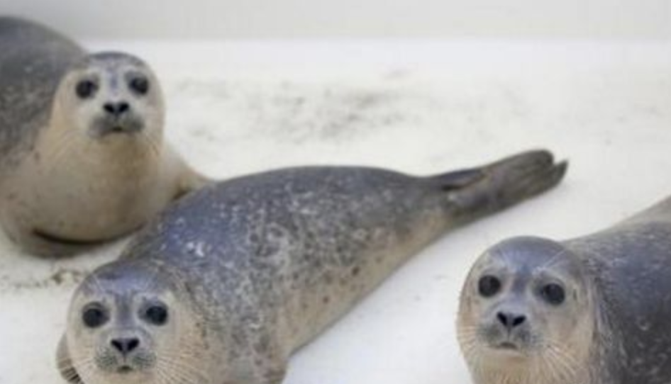 海豹油的的三类人群不能吃 海豹油胶囊 江苏灯塔水母健康咨询有限公司
