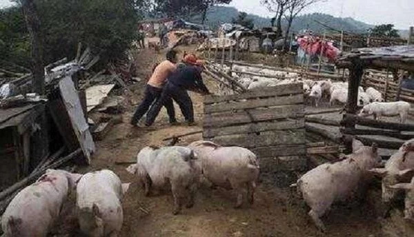 环保风暴依然猛烈!15万个养猪场被拆,2018年猪肉价格要涨? 环保风暴依然猛烈!15万个养猪场被拆,2018年猪肉价格要涨?