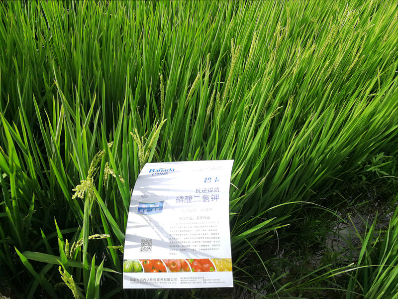 水稻适合施肥时间
