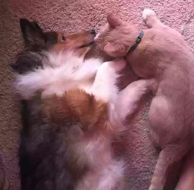家中狗狗对新收养的流浪猫毫无兴趣,直到小窝小猫的出生 家中狗狗对新收养的流浪猫毫无兴趣,直到小窝小猫的出生