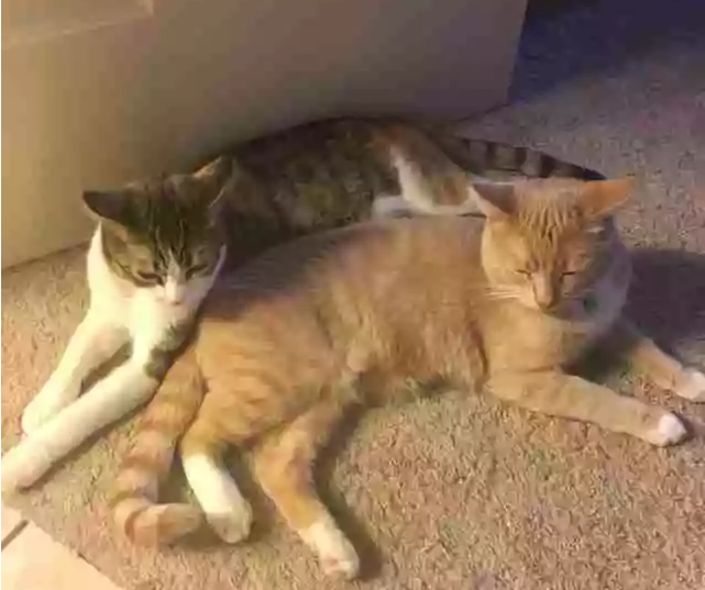 家中狗狗对新收养的流浪猫毫无兴趣,直到小窝小猫的出生 家中狗狗对新收养的流浪猫毫无兴趣,直到小窝小猫的出生
