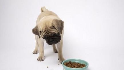 成犬处方粮的作用和喂养注意事项 成犬处方粮的作用和喂养注意事项