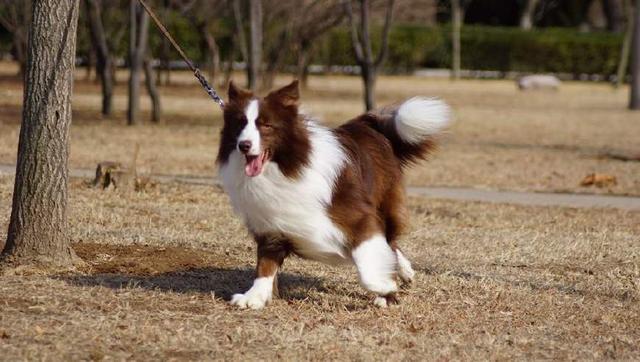 成年犬喂养方法应该注意哪些细节? 成年犬喂养方法应该注意哪些细节?