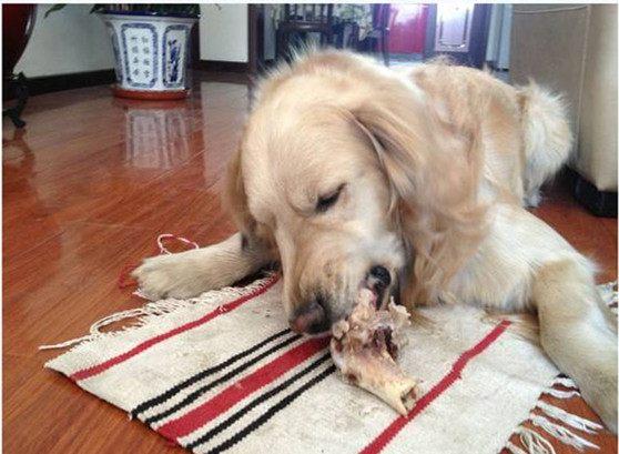 成年犬喂养方法应该注意哪些细节? 成年犬喂养方法应该注意哪些细节?