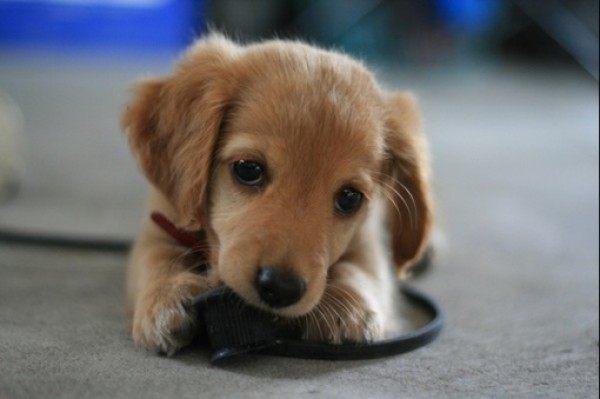 狗狗驱虫的选择? 狗狗驱虫的选择?