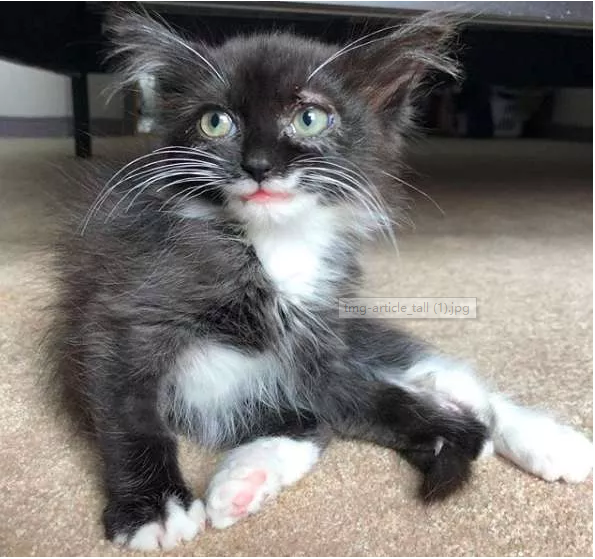 这只小猫竟然会笑,她用微笑回报所有人对她的爱 这只小猫竟然会笑,她用微笑回报所有人对她的爱