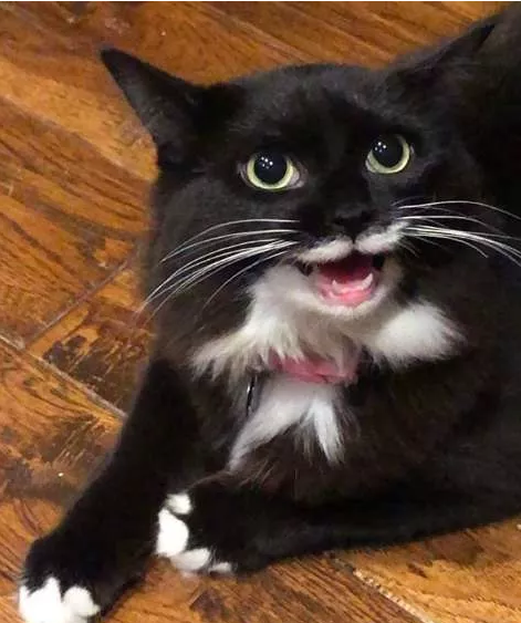这只小猫竟然会笑,她用微笑回报所有人对她的爱 这只小猫竟然会笑,她用微笑回报所有人对她的爱