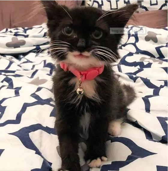 这只小猫竟然会笑,她用微笑回报所有人对她的爱 这只小猫竟然会笑,她用微笑回报所有人对她的爱