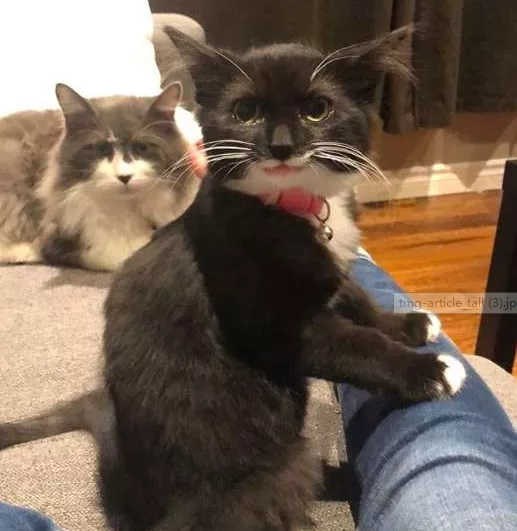 这只小猫竟然会笑,她用微笑回报所有人对她的爱 这只小猫竟然会笑,她用微笑回报所有人对她的爱
