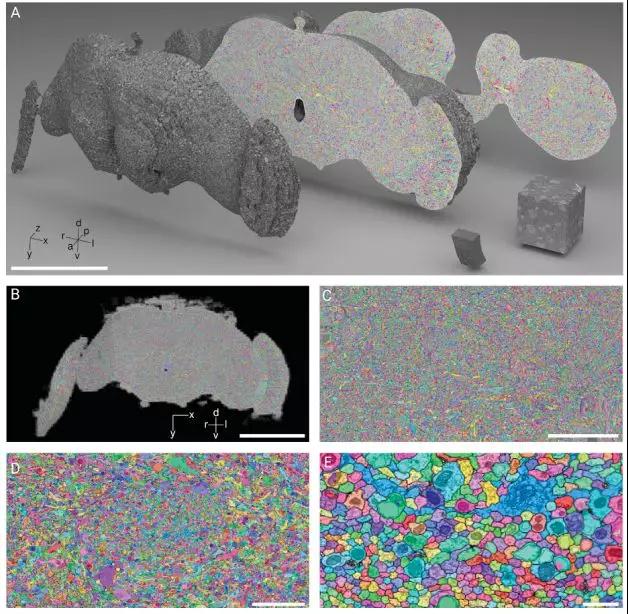 震撼！谷歌自动重建了果蝇完整大脑：40万亿像素图像首度公开！