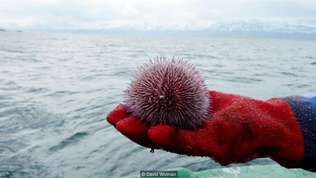 化学资源丰富的海洋生物：或能帮助人类研发新药物
