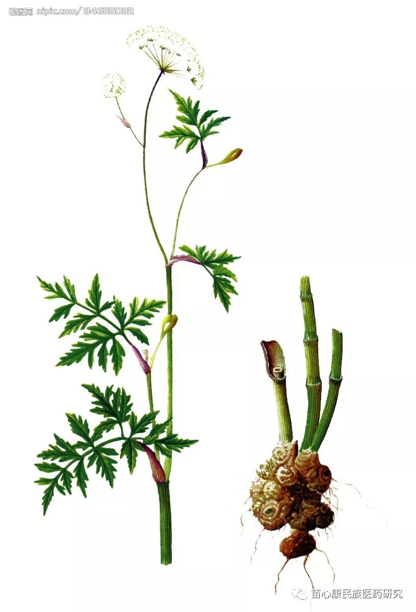 探秘苗药 | 仙鹤过往处,良药降苍穹 探秘苗药 | 仙鹤过往处,良药降苍穹