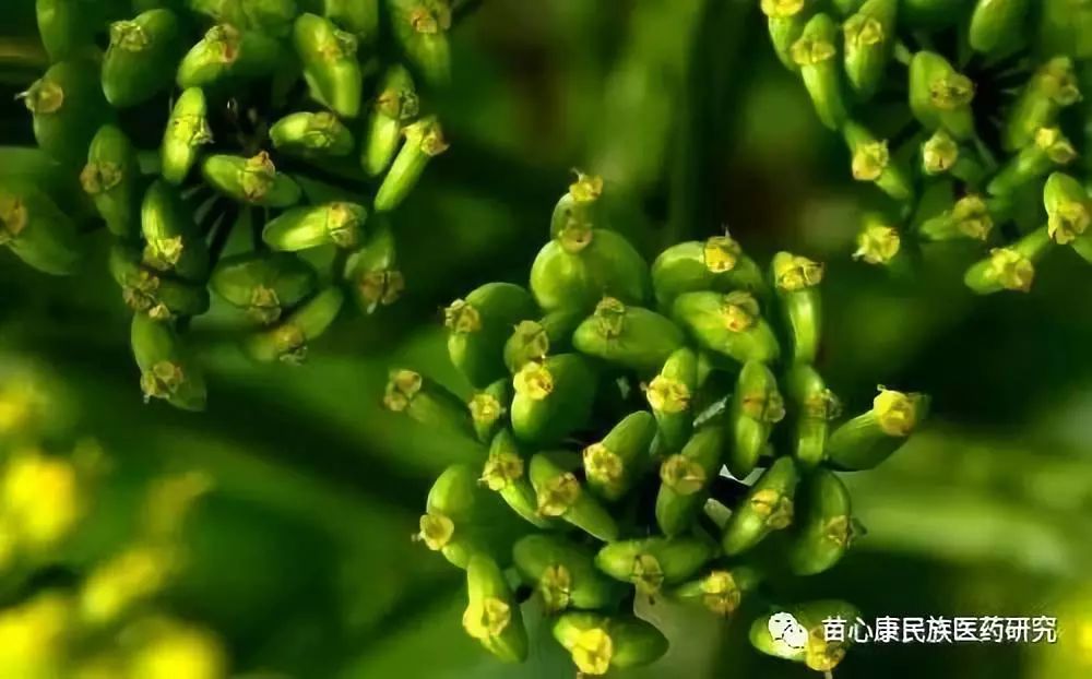 探秘苗药 | 仙鹤过往处,良药降苍穹 探秘苗药 | 仙鹤过往处,良药降苍穹