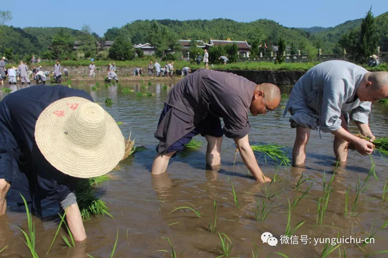 此一茎,本来面, 一年一度为谁现 ——真如禅寺大众出普坡插秧 此一茎,本来面, 一年一度为谁现 ——真如禅寺大众出普坡插秧