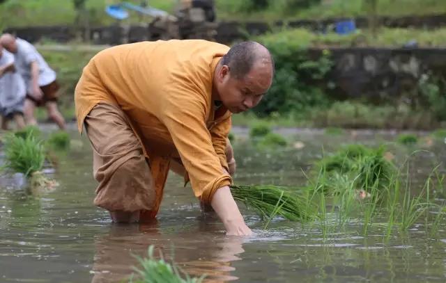 此一茎,本来面, 一年一度为谁现 ——真如禅寺大众出普坡插秧 此一茎,本来面, 一年一度为谁现 ——真如禅寺大众出普坡插秧