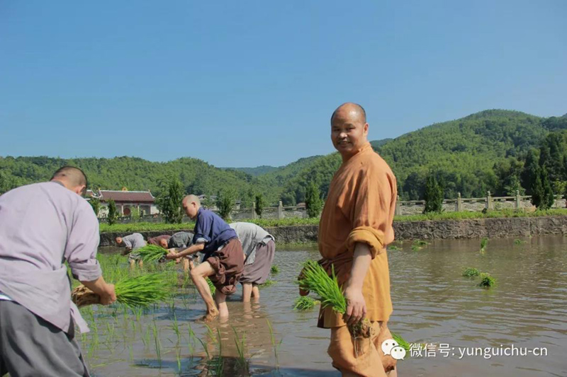 此一茎,本来面, 一年一度为谁现 ——真如禅寺大众出普坡插秧 此一茎,本来面, 一年一度为谁现 ——真如禅寺大众出普坡插秧