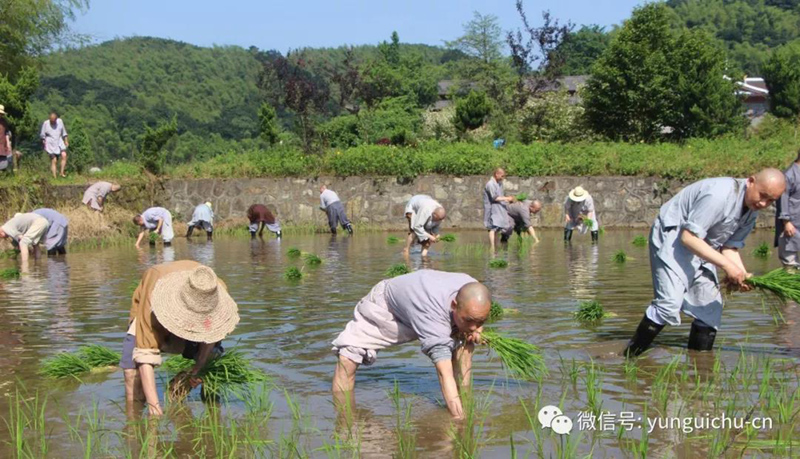 此一茎,本来面, 一年一度为谁现 ——真如禅寺大众出普坡插秧 此一茎,本来面, 一年一度为谁现 ——真如禅寺大众出普坡插秧