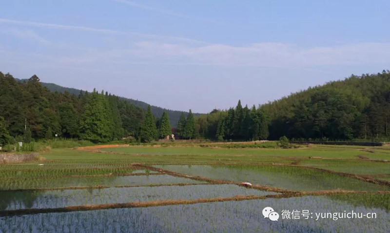 此一茎,本来面, 一年一度为谁现 ——真如禅寺大众出普坡插秧 此一茎,本来面, 一年一度为谁现 ——真如禅寺大众出普坡插秧
