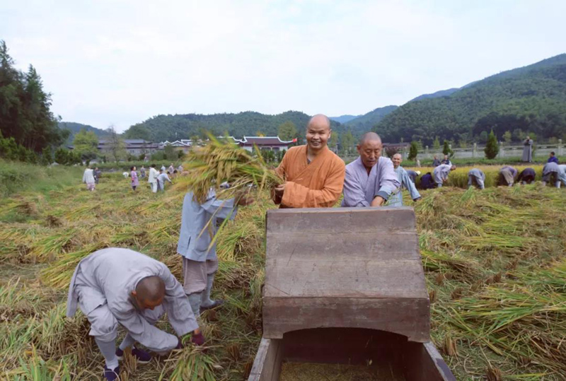 云居山真如禅寺全体僧众出普坡收割水稻 云居山真如禅寺全体僧众出普坡收割水稻