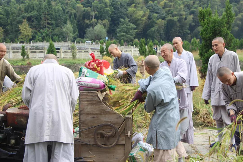 云居山真如禅寺全体僧众出普坡收割水稻 云居山真如禅寺全体僧众出普坡收割水稻