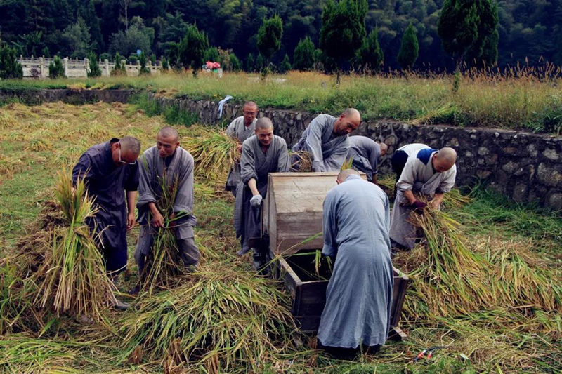 云居山真如禅寺全体僧众出普坡收割水稻 云居山真如禅寺全体僧众出普坡收割水稻