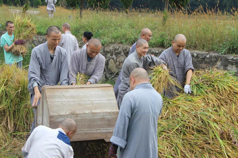 云居山真如禅寺全体僧众出普坡收割水稻 云居山真如禅寺全体僧众出普坡收割水稻
