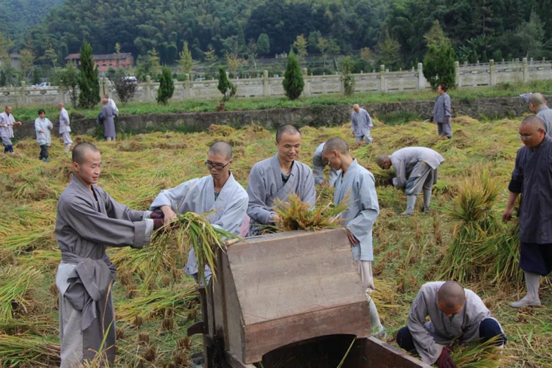 云居山真如禅寺全体僧众出普坡收割水稻 云居山真如禅寺全体僧众出普坡收割水稻